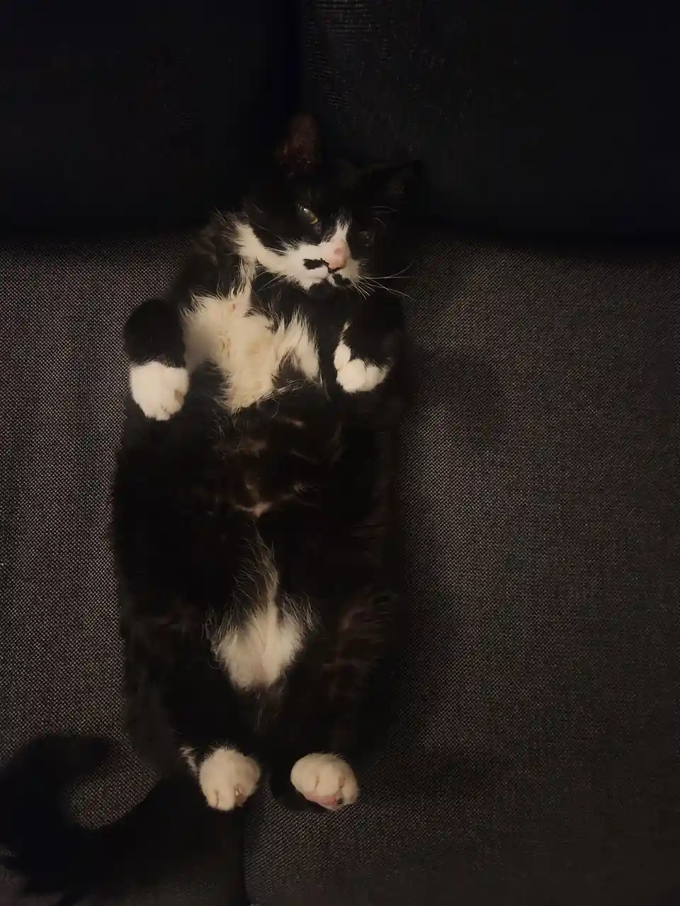 A black and white cat lies on its back on a dark gray fabric couch, paws up, looking directly at the camera with a relaxed…