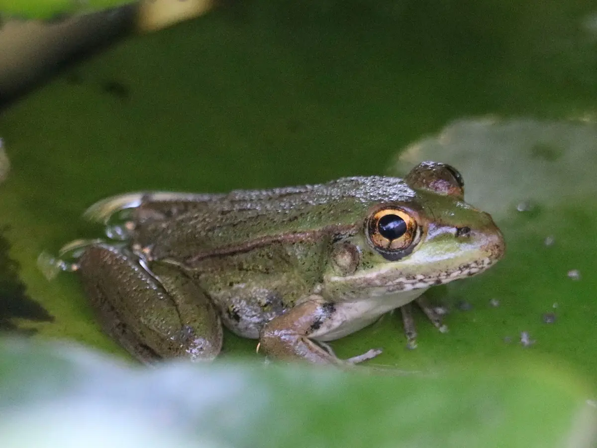A close-up photograph shows a green frog with a prominent orange-rimmed eye sitting on a large green lily pad in water. The…