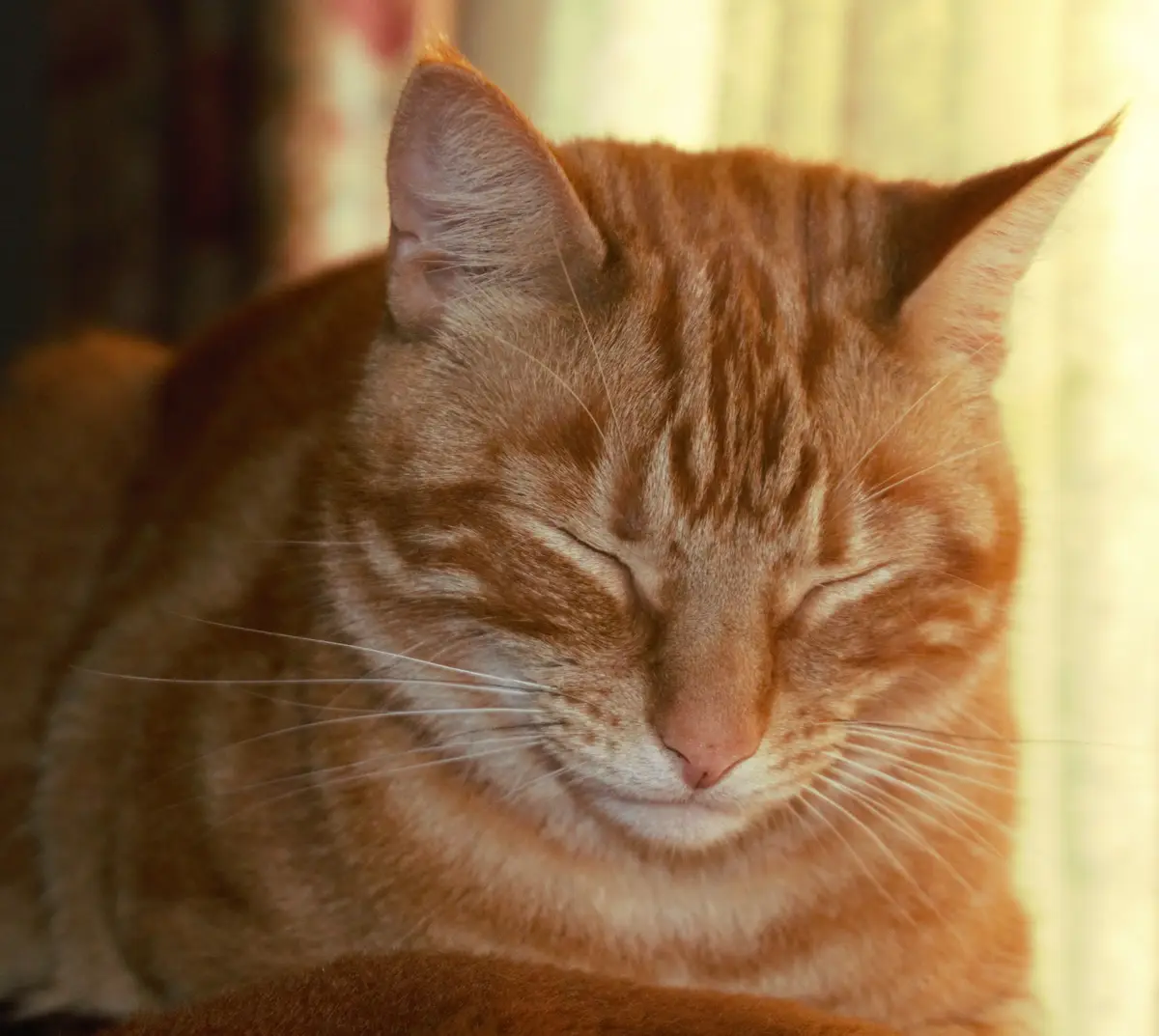 A close-up of a ginger tabby cat with its eyes closed, appearing deeply relaxed and content, bathed in warm sunlight. The…