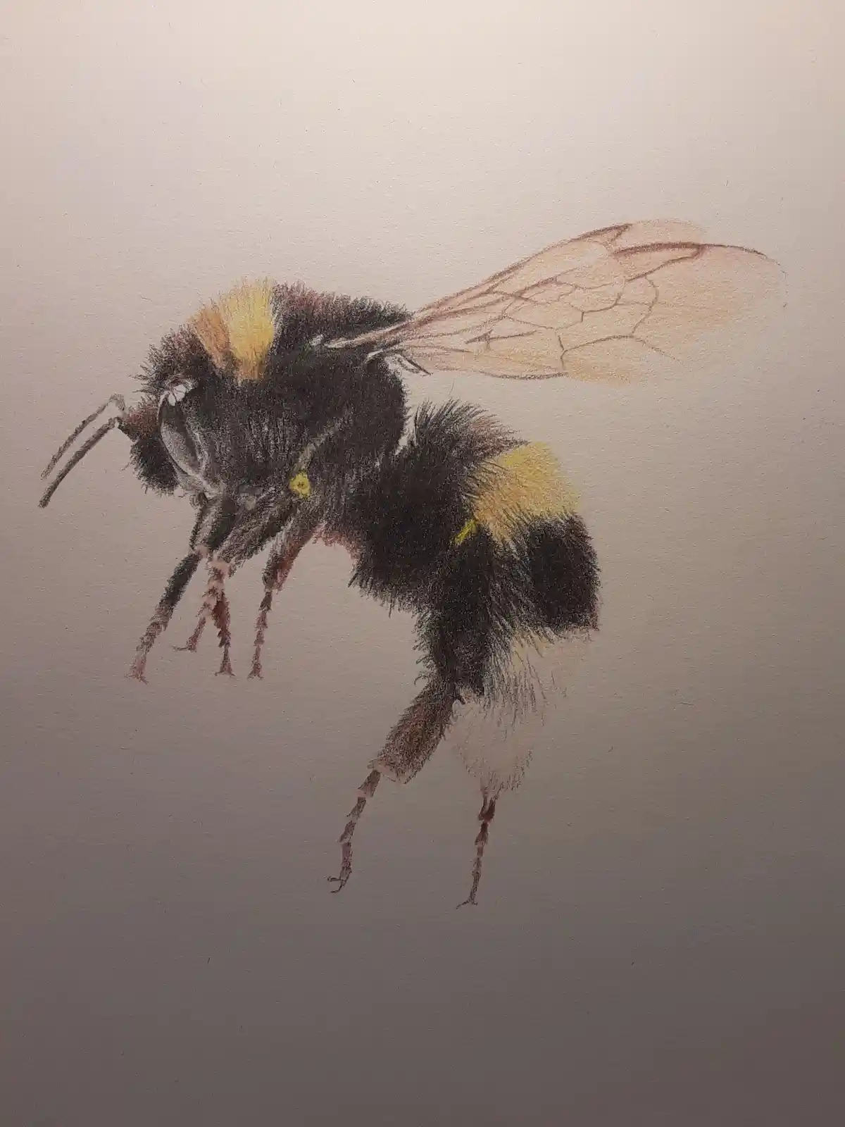 A detailed colored pencil drawing of a bumblebee with black and yellow stripes, translucent wings, and visible legs, shown…