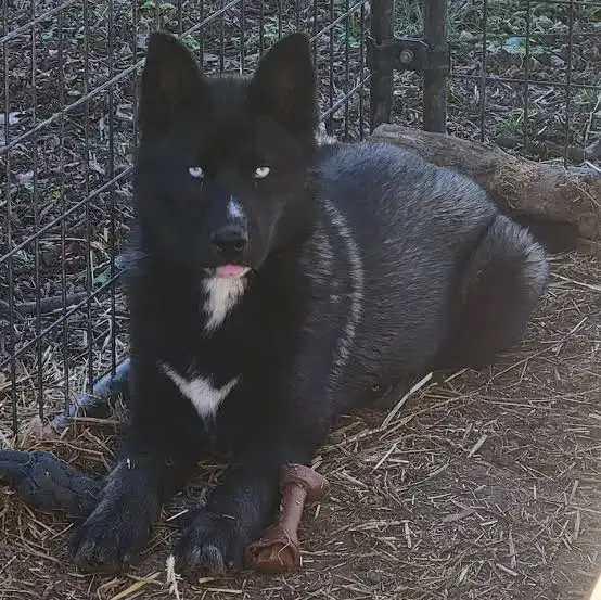 A black dog with striking blue eyes and a white chest patch lies calmly in a wire enclosure on straw bedding, next to a chew…