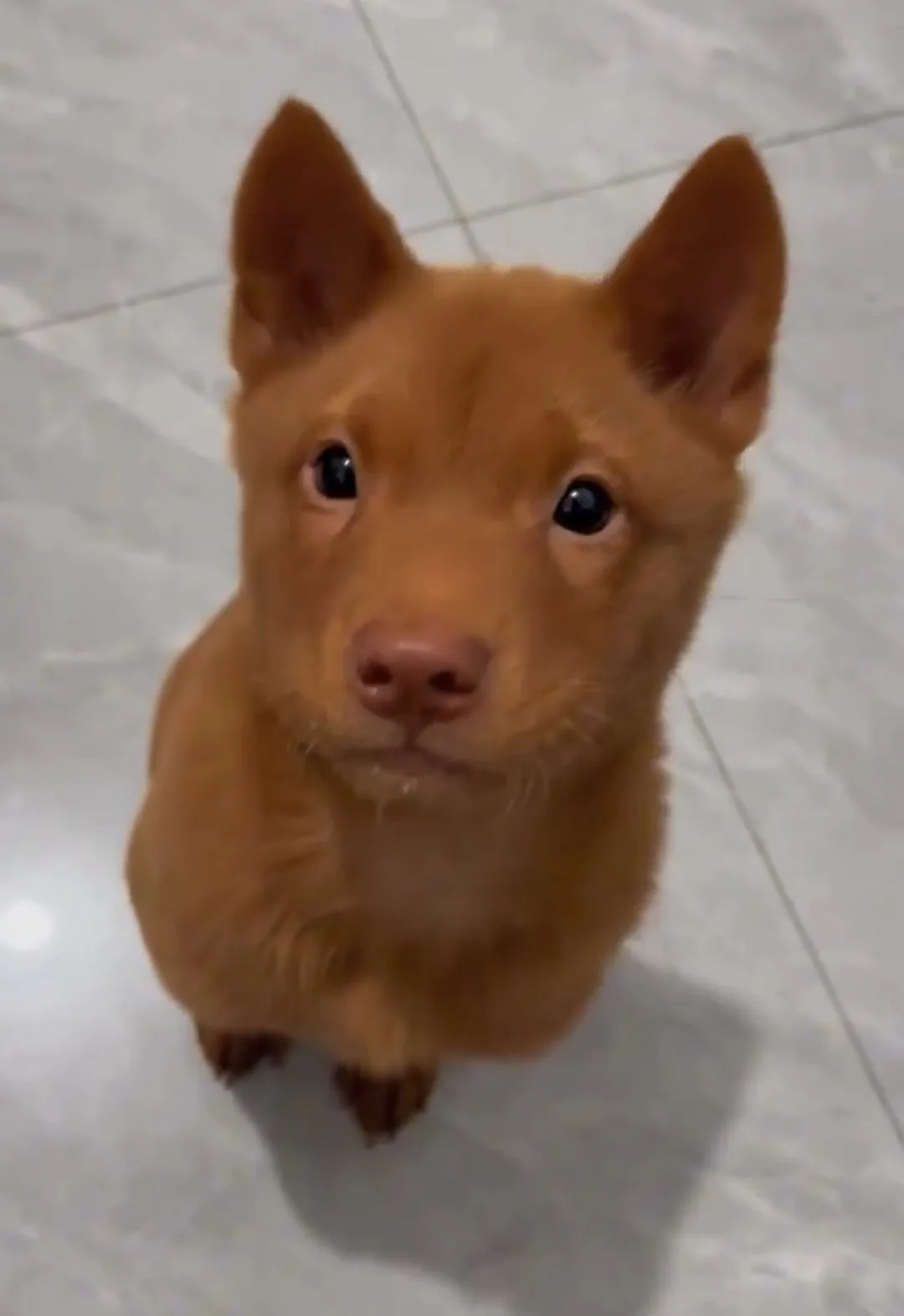 A small, reddish-brown puppy with large, dark eyes and perky ears sits on a light-colored tiled floor, looking directly at…