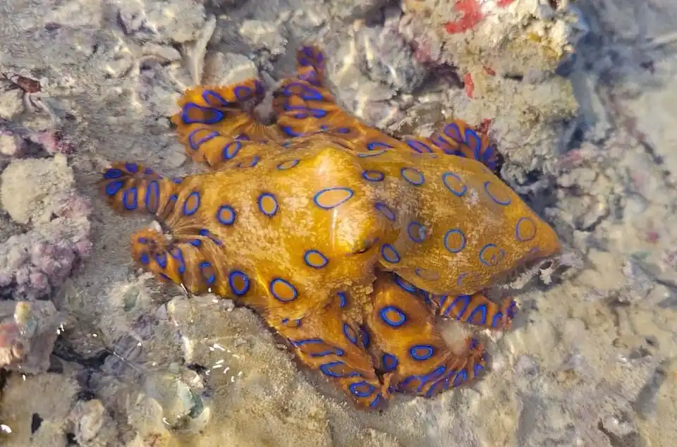 A blue-ringed octopus with bright orange skin and vivid blue circular markings rests on a shallow, rocky coral reef…