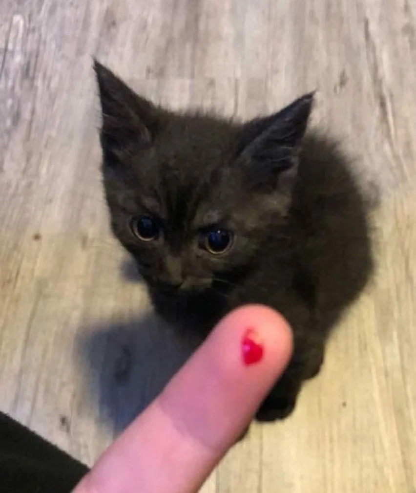A small, dark gray kitten with wide, innocent eyes stares intently at a human finger held close to it. The fingertip has a…