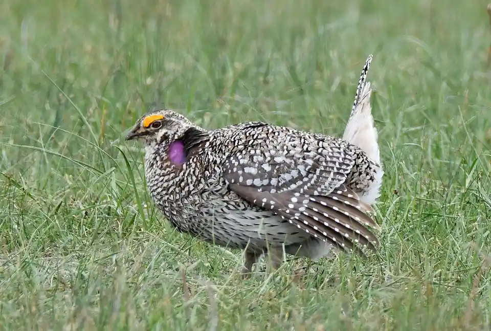 A male greater prairie chicken stands in tall green grass, displaying its bright orange facial patch and inflated purple…