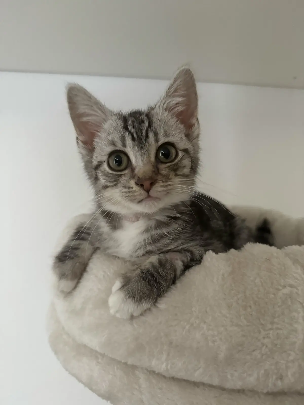 A small gray tabby kitten with wide, startled-looking eyes sits in a fluffy white cat bed, staring directly at the camera…