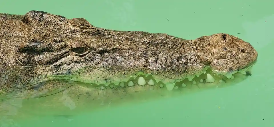 A close-up photo shows the head of a crocodile partially submerged in greenish water, with its textured, scaly skin, eye…