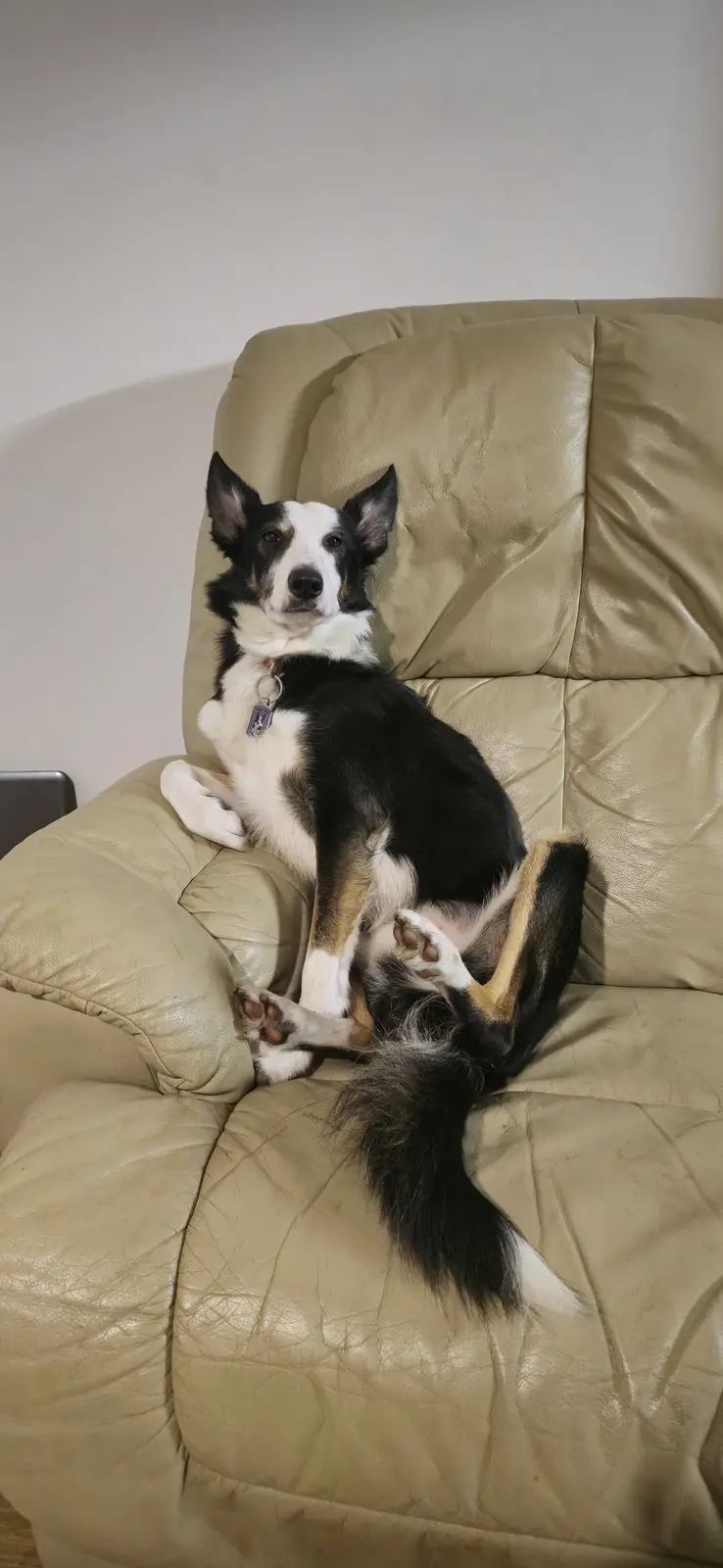A black and white dog with tan markings sits upright on a beige leather recliner, looking directly at the camera with a calm…