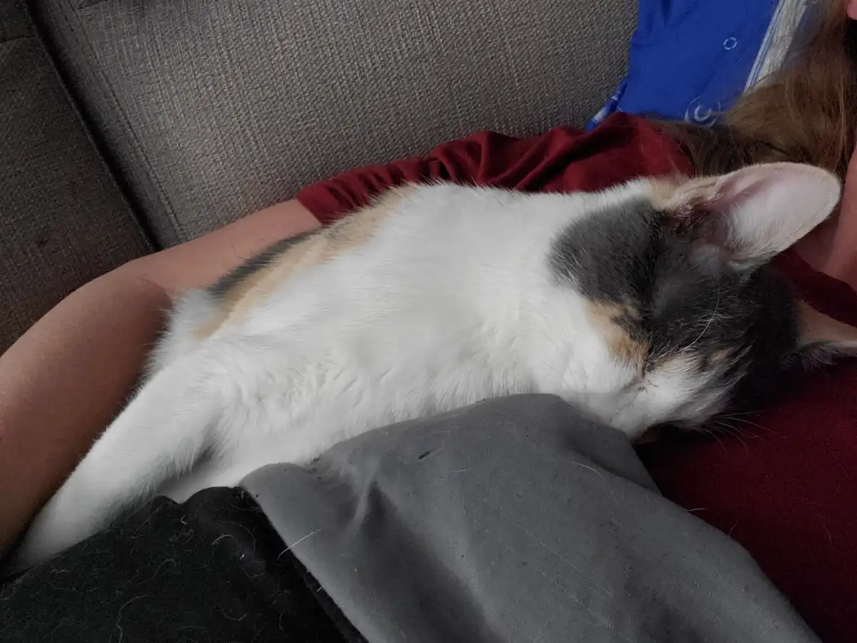 A calico cat with white, black, and orange fur is curled up and sleeping soundly on a person's lap, who is wearing a red…