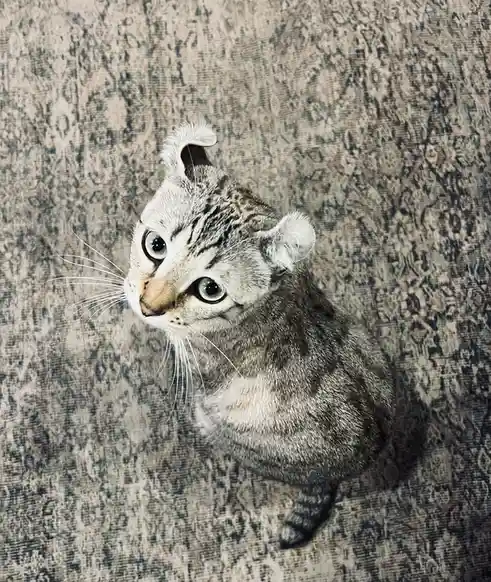 A gray tabby cat with wide, expressive eyes sits on a patterned rug, looking up at the camera. One of its ears is curled…