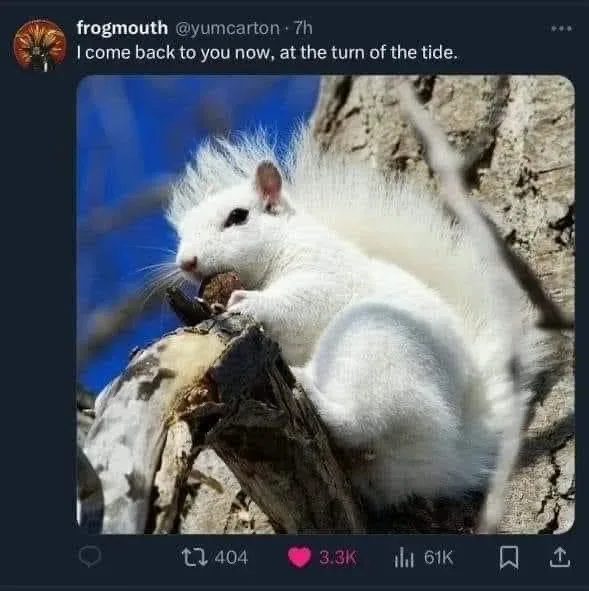 A white squirrel with a fluffy tail is perched on a tree branch, holding and eating a nut. The image is overlaid with the…