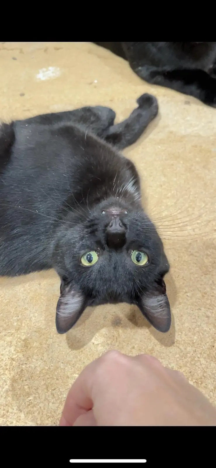 A black cat with bright green eyes lies on its back on a light brown floor, looking up at a human hand that is reaching…