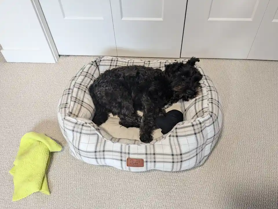 A small black dog with curly fur lies curled up in a plaid dog bed on a beige carpet, one paw wrapped in a black sock. A…