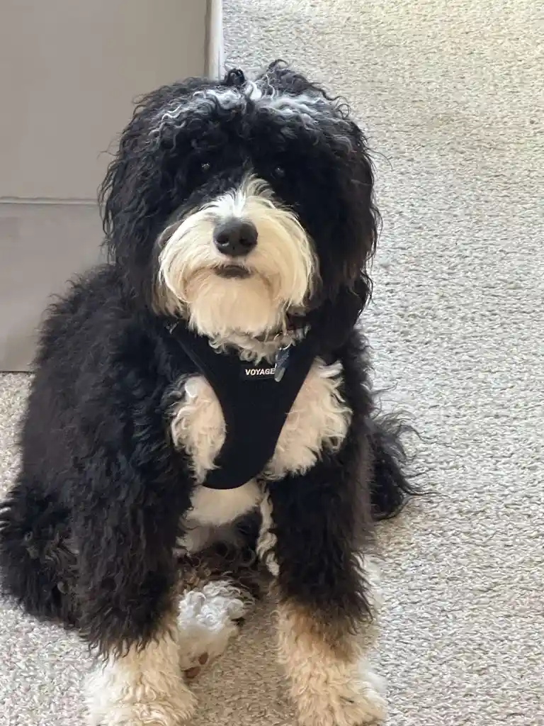 A black and white curly-haired dog wearing a black harness with the word 'VOYAGE' on it sits on a light-colored carpet…