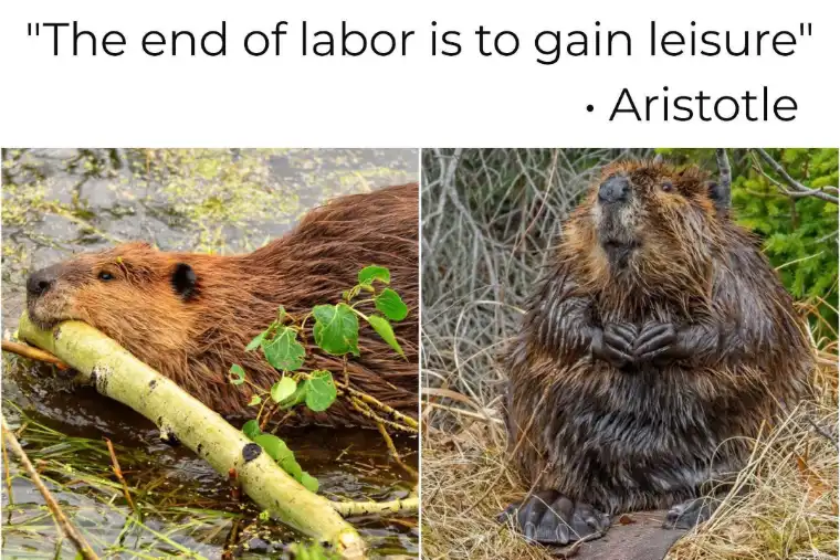 The image displays two side-by-side photos of beavers: one chewing on a branch in water, the other sitting upright with paws…