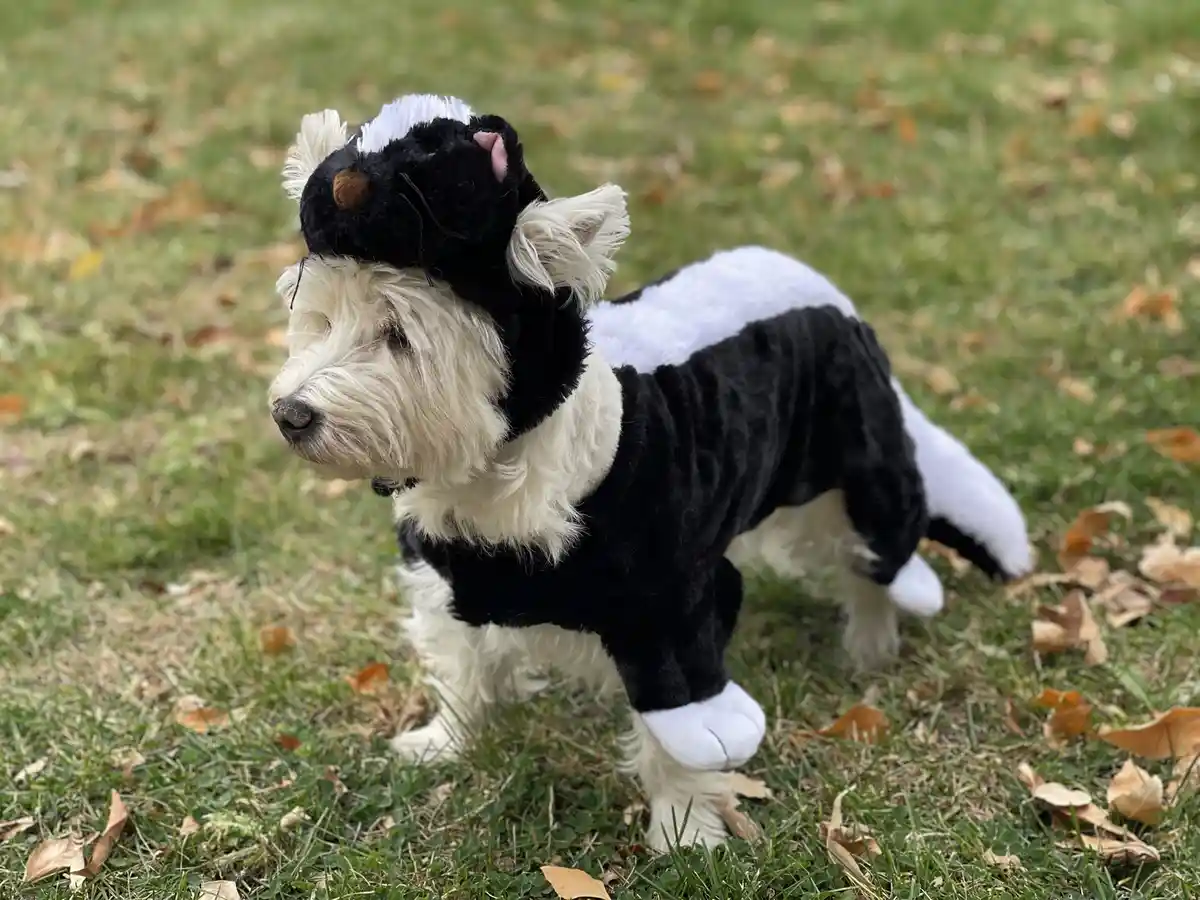 A fluffy white dog wearing a black-and-white skunk costume stands on grass with fallen leaves. The costume includes a hood…