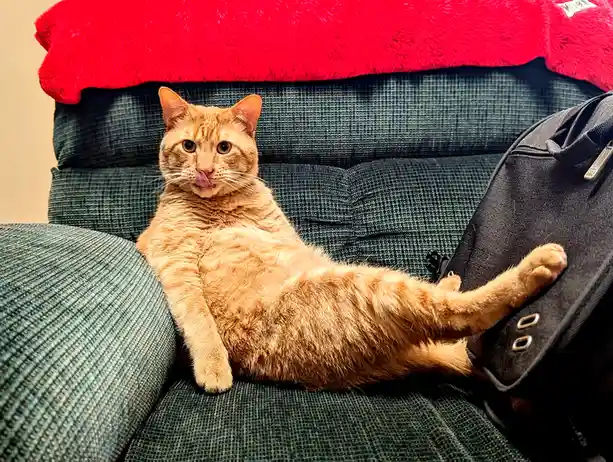 An orange tabby cat lounges on a green couch with a red blanket draped over the back, its tongue sticking out in a relaxed…