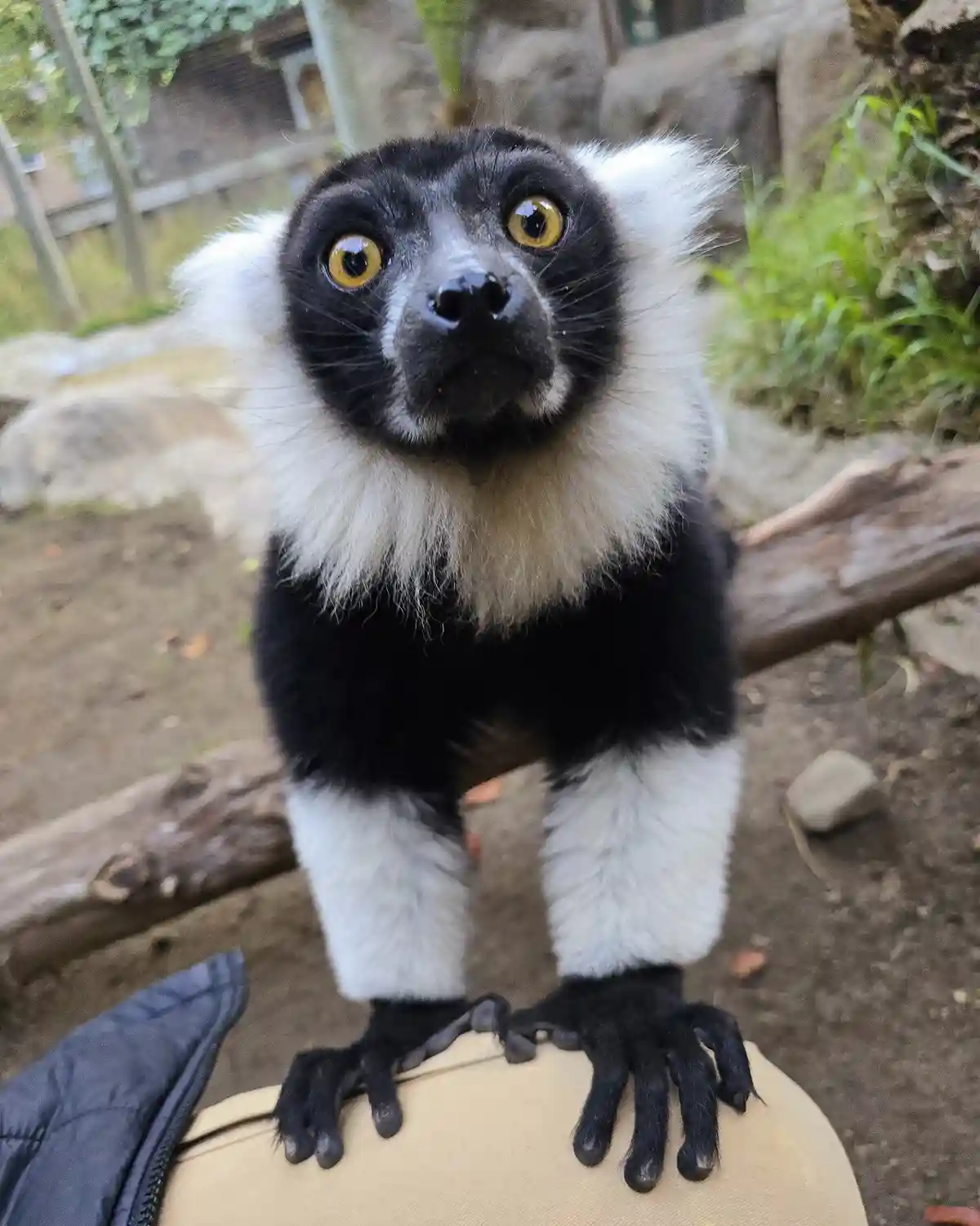 A close-up photo shows a black-and-white lemur with large, wide yellow eyes looking upward in apparent confusion, standing…