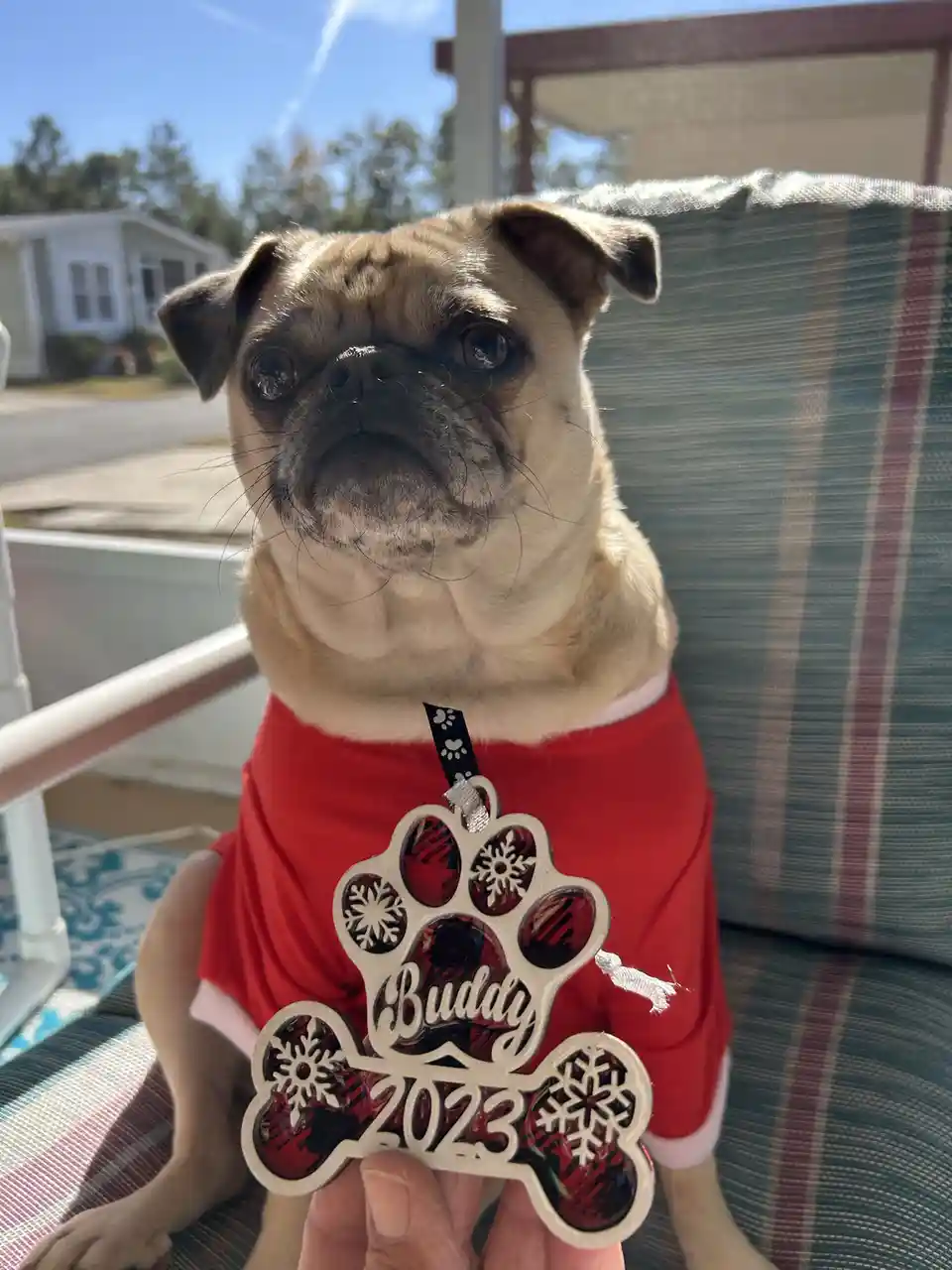 A fawn-colored pug wearing a red shirt sits on a striped outdoor chair while a human hand holds up a decorative paw-print…