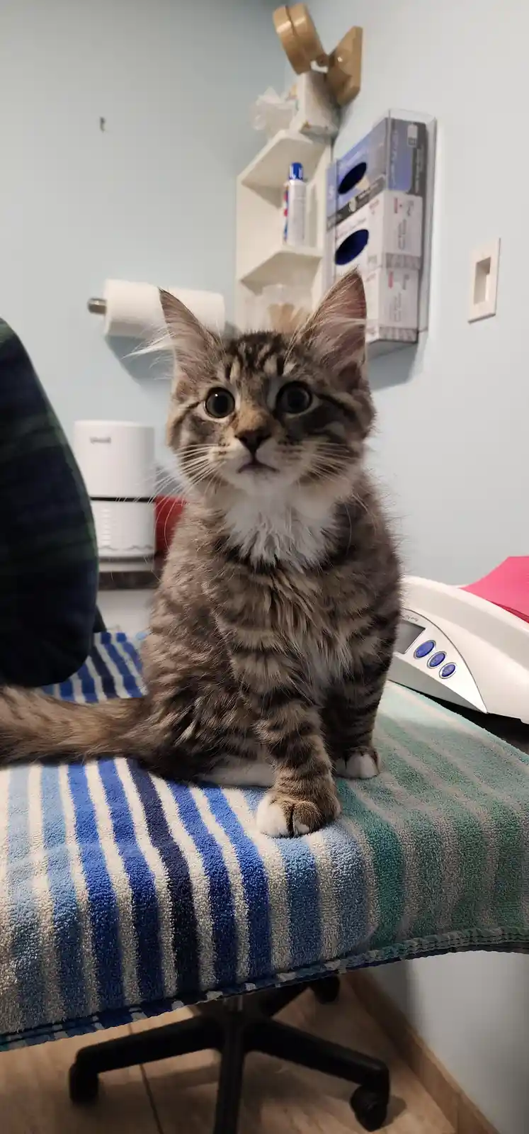 A fluffy tabby kitten with wide, startled eyes sits upright on a striped towel covering an office chair, looking directly at…