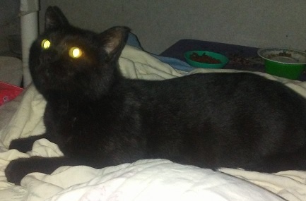 A black cat with glowing yellow eyes lies on a white blanket, looking upward. In the background, two pet bowls are visible…