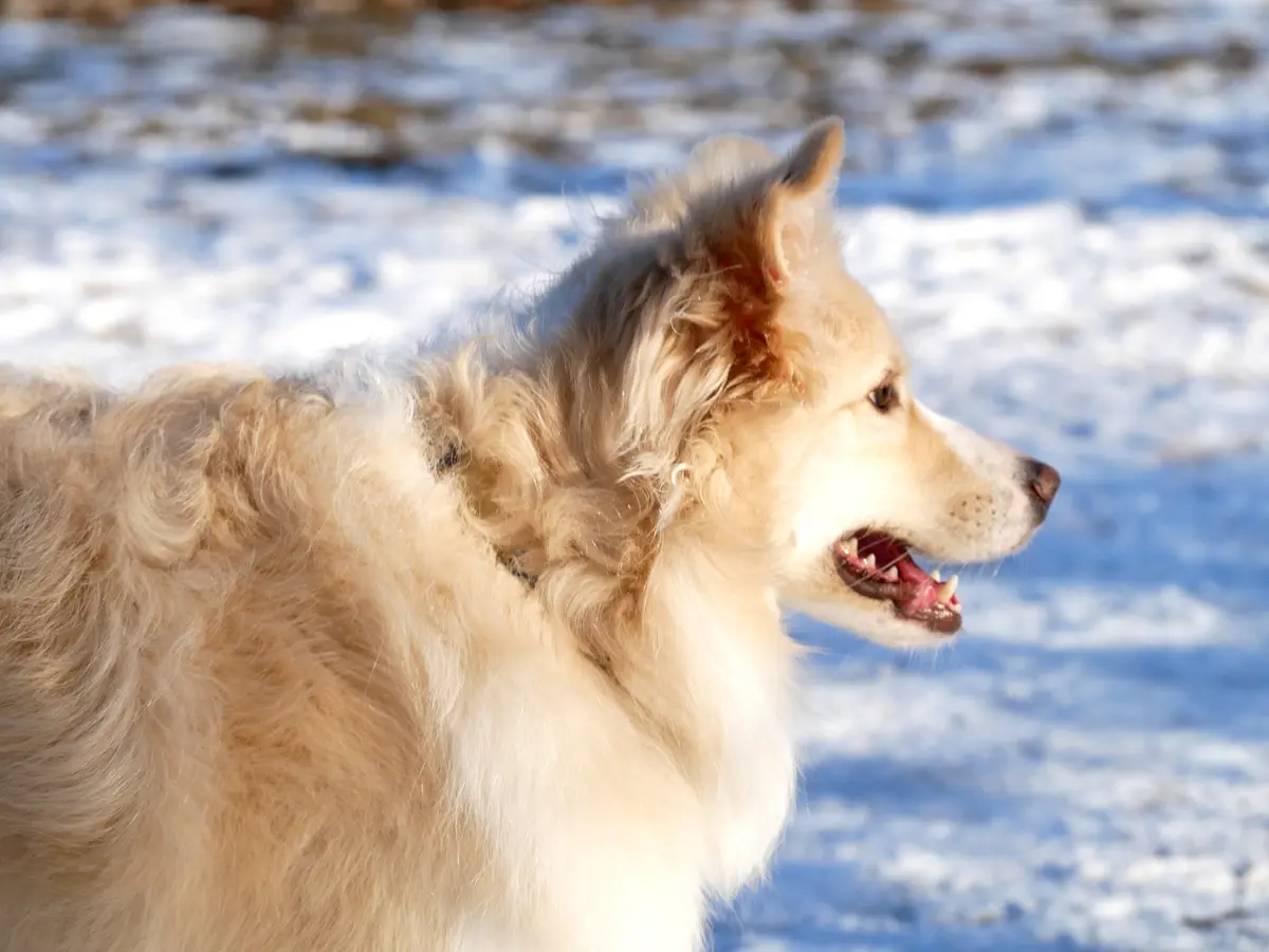 A fluffy, light-brown dog with a thick coat stands in a snowy field, looking off to the side with its mouth slightly open…