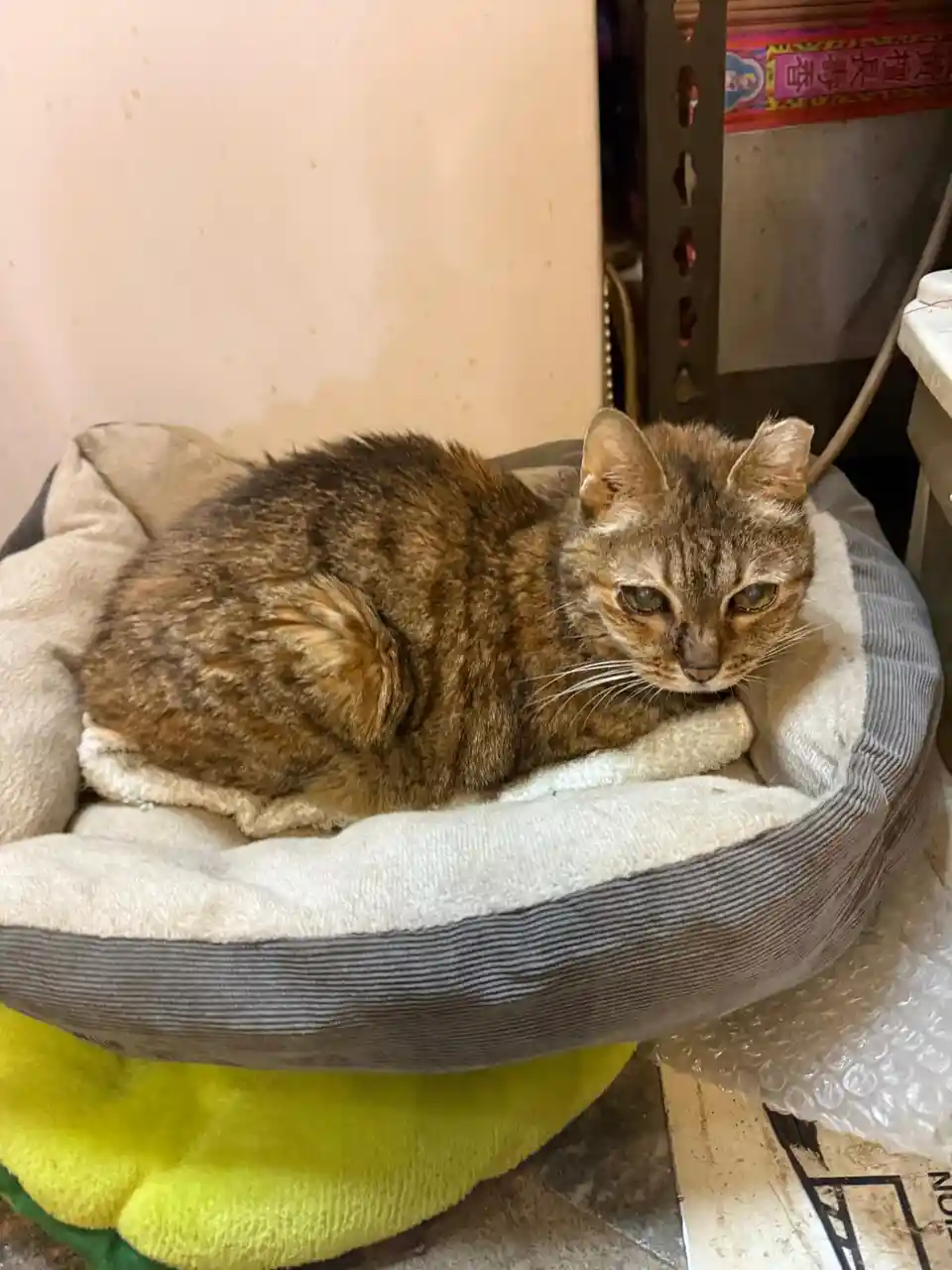 A brown tabby cat with tired-looking eyes is curled up in a plush, round pet bed. The bed has a white fleece interior and a…