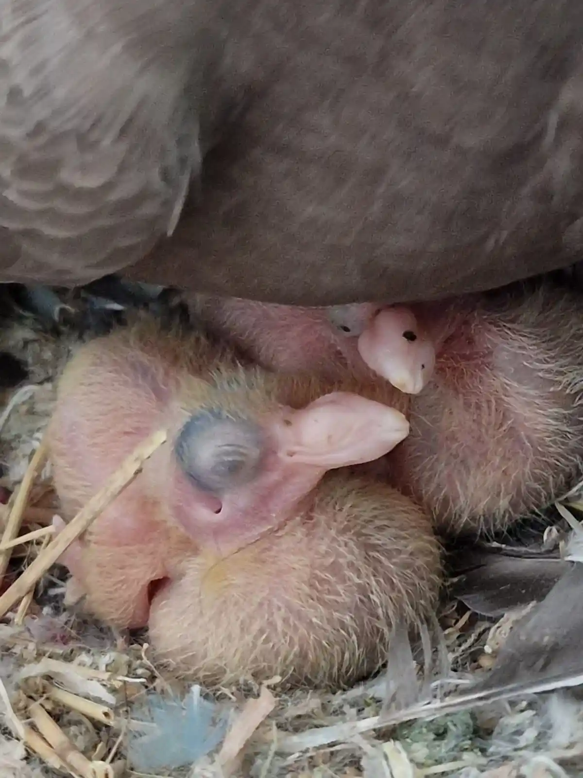 A close-up photo shows several newborn baby birds with sparse down feathers and pink skin nestled under the protective wing…