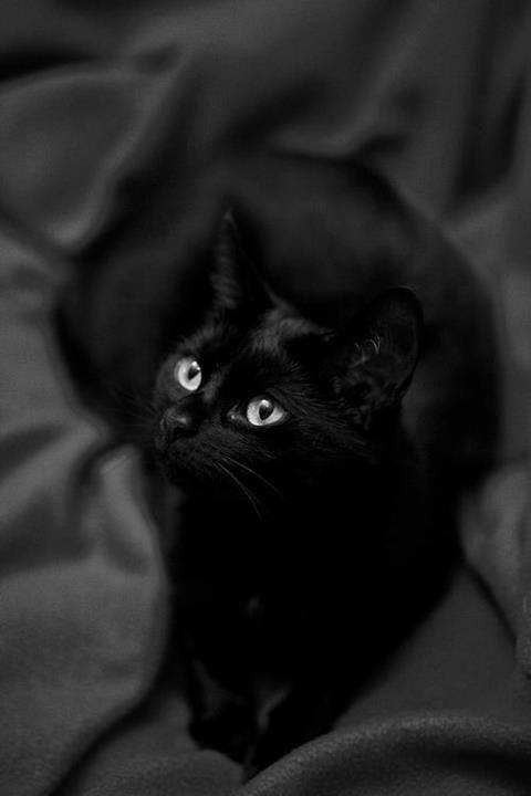 A black cat with wide, glowing eyes stares upward from a dark, shadowy setting, its fur blending into the dim background…