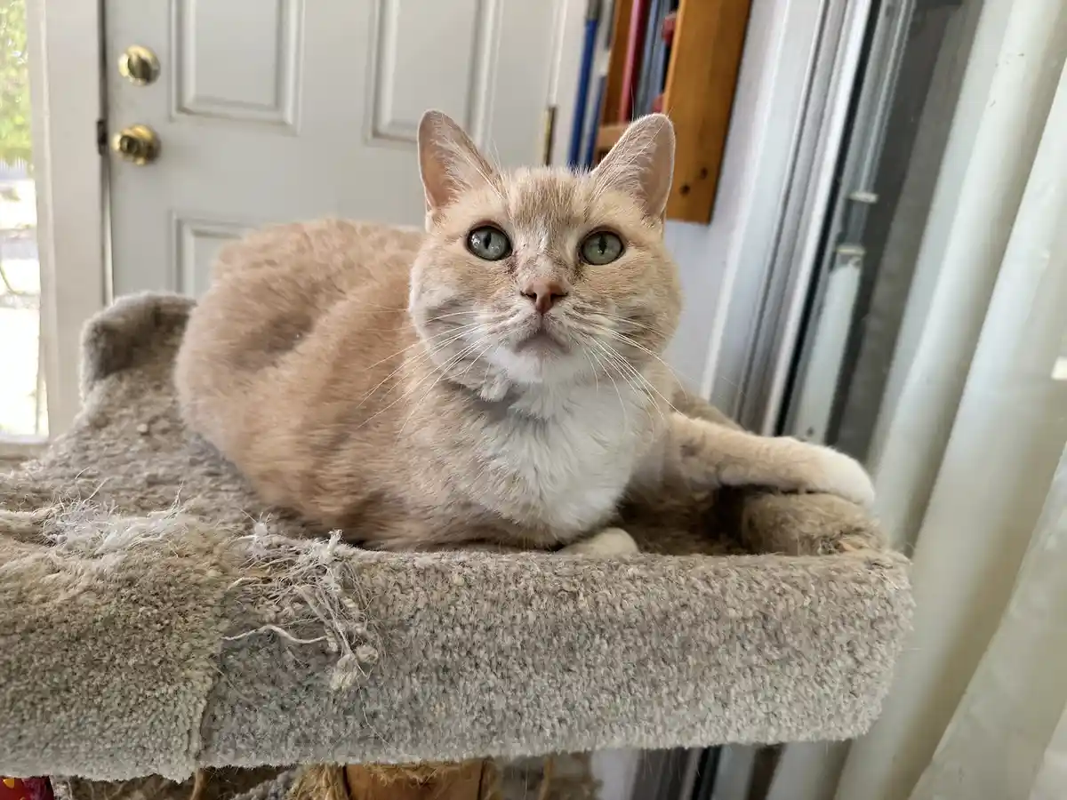A light brown cat with green eyes sits calmly on a worn, grey, fuzzy cat bed near a door and window. The cat looks directly…