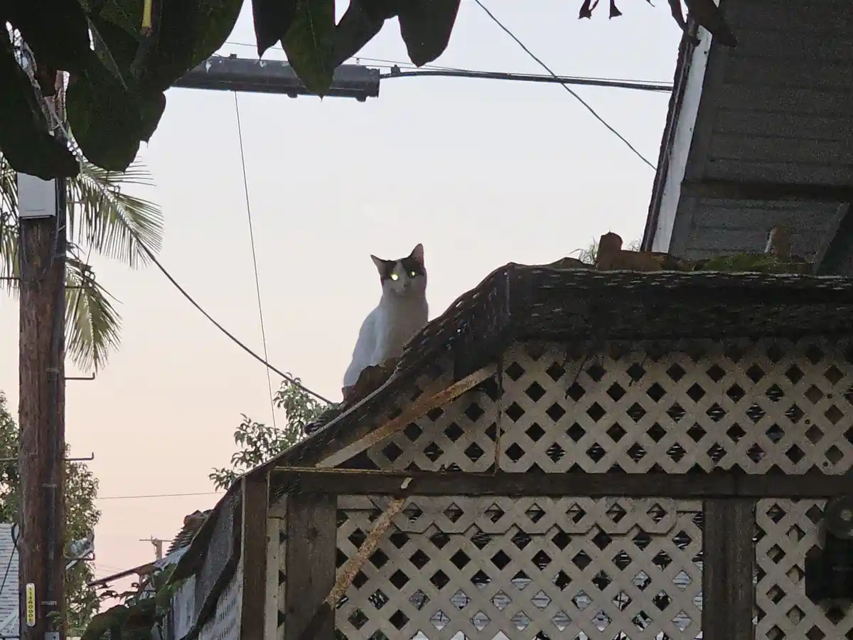 A white and black cat sits atop a lattice fence, its eyes glowing due to camera flash, staring directly at the viewer…