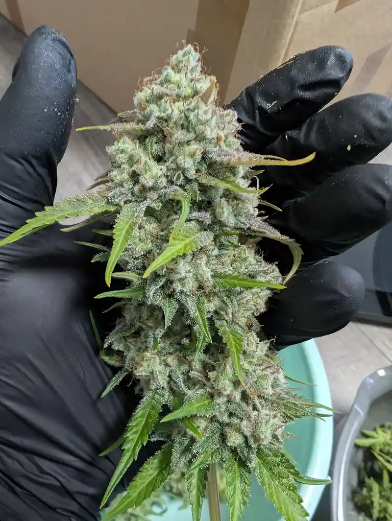 A person wearing black gloves holds up a large, dense cannabis bud covered in frosty trichomes and orange pistils, with…
