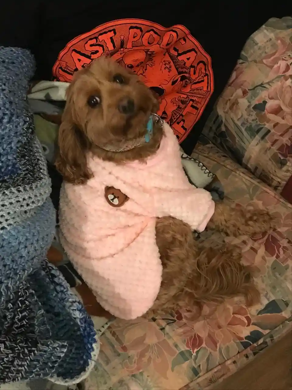 A small, fluffy brown dog wearing a pink fuzzy human-style robe with a bear button sits on a floral-patterned couch. Behind…