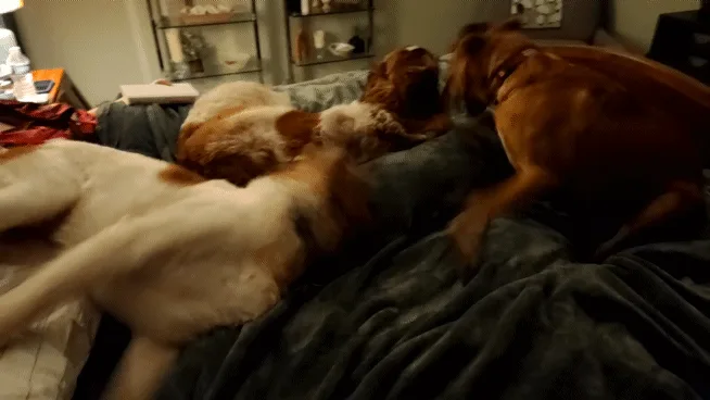 A six-panel sequence shows two dogs on a bed, one light-colored and one brown, playfully wrestling and rolling over each…
