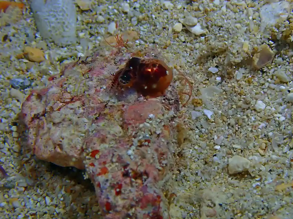 A small, translucent squid with large, dark eyes peeks out from behind a pinkish coral or rock formation on a sandy ocean…