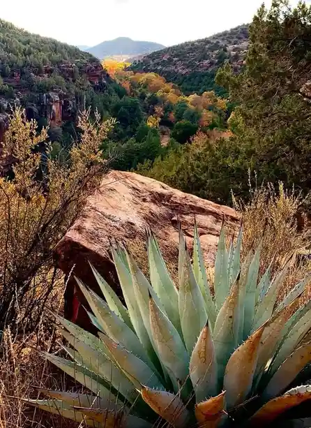 A scenic desert landscape featuring a large, spiky agave plant in the foreground, with rocky hills and autumn-colored trees…