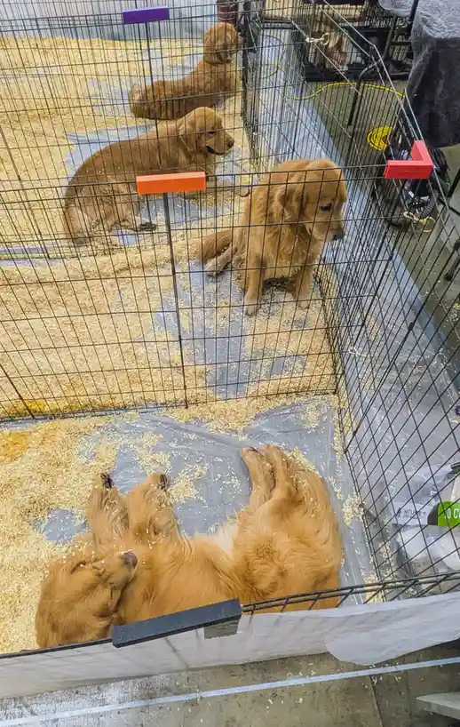 Several golden retriever puppies are in wire cages with wood shavings on plastic liners. One puppy in the foreground is…