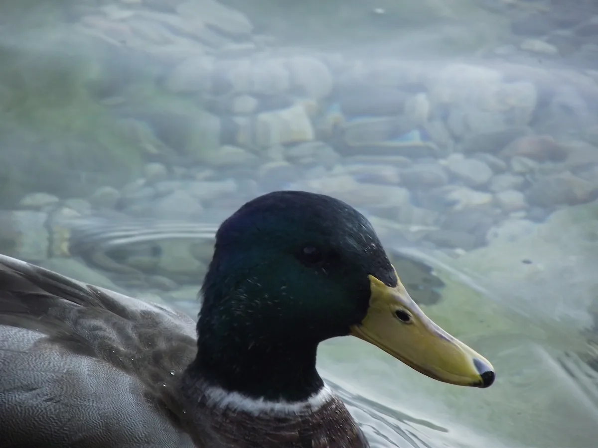 A close-up of a male mallard duck with a green head and yellow beak, floating calmly in clear water over a bed of rocks. The…
