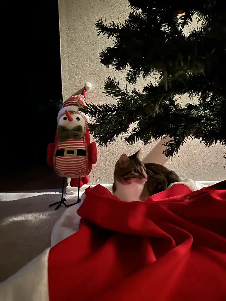 So, Are We Really Doing Cats Under Trees Now?