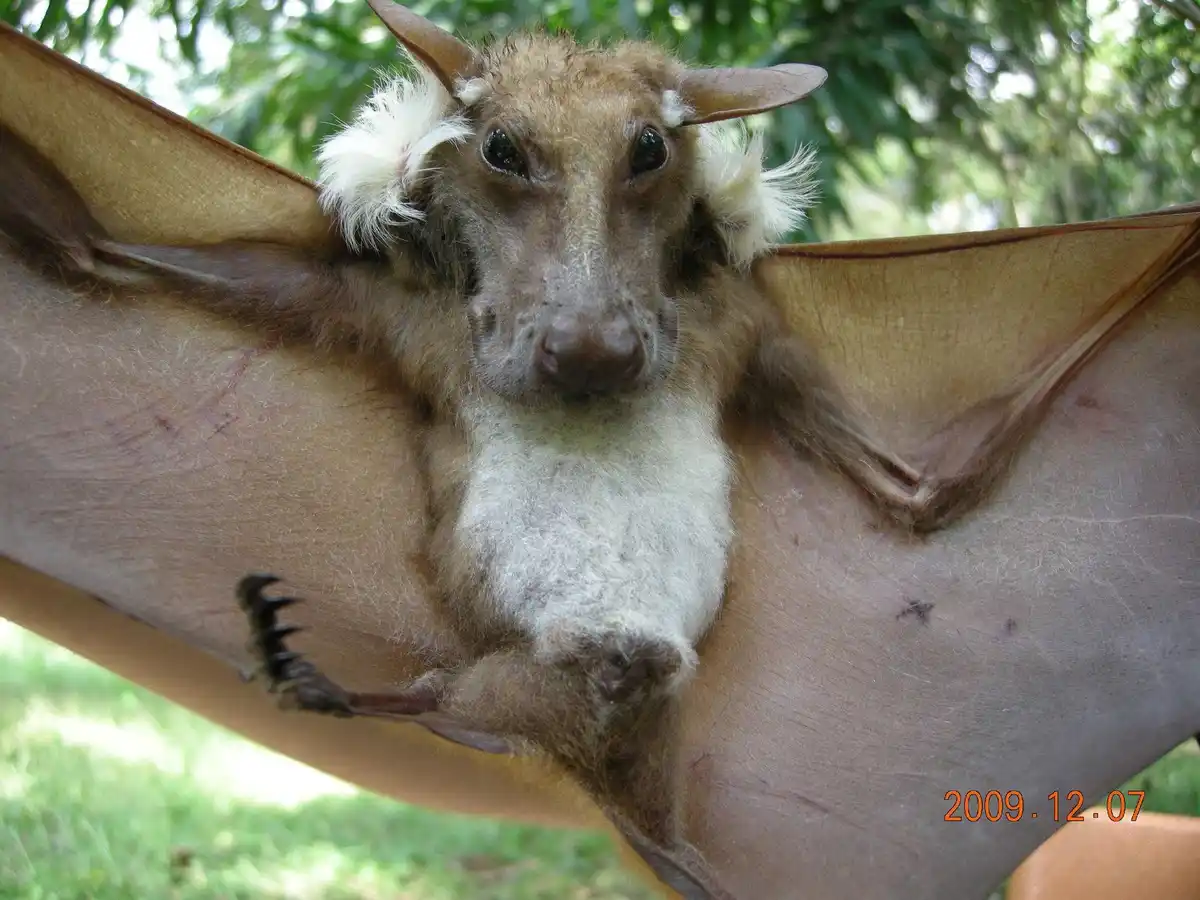 A close-up photo of a large brown bat with fluffy white tufts around its ears, wide dark eyes, and a light-colored chest…