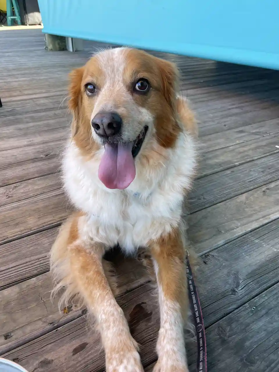 A golden and white dog sits on a weathered wooden deck, panting with its tongue out, looking directly at the camera. Behind…
