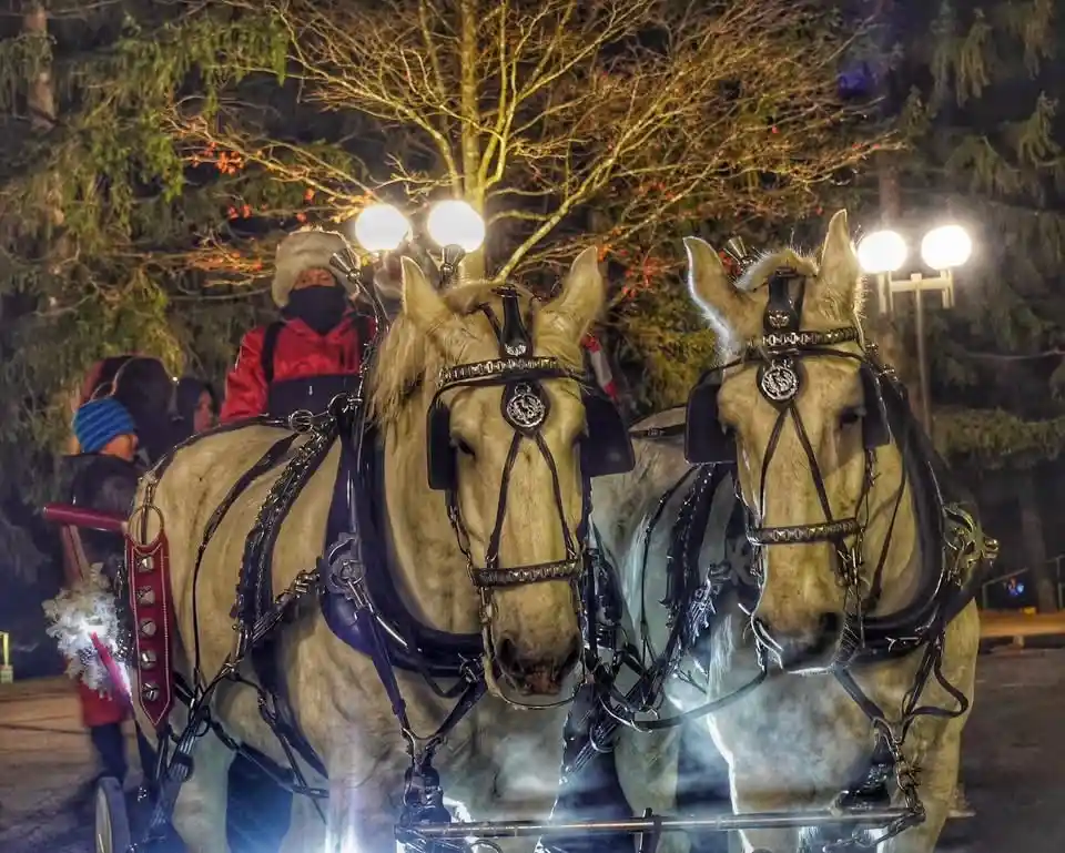 Two large, light-colored draft horses harnessed to a sleigh stand side-by-side at night, their breath visible in the cold…