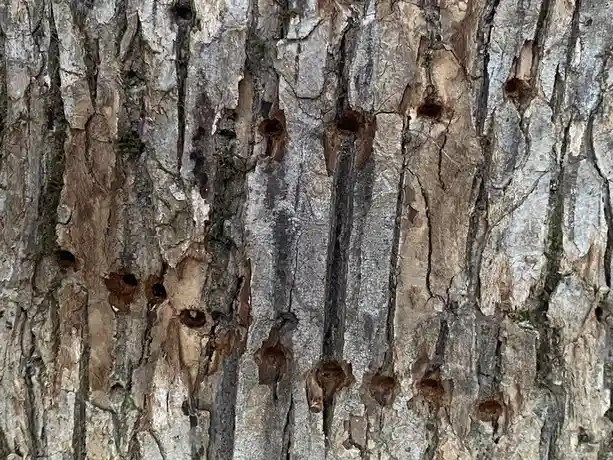 a close-up photo of tree bark with numerous small, round holes drilled into it, resembling bee nesting holes. the bark is…