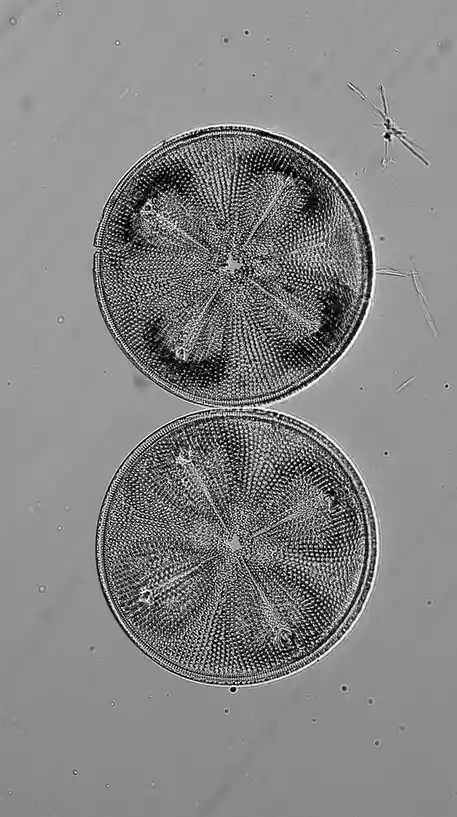 A black-and-white microscopic image shows two identical circular diatoms stacked vertically, each with a detailed radial…
