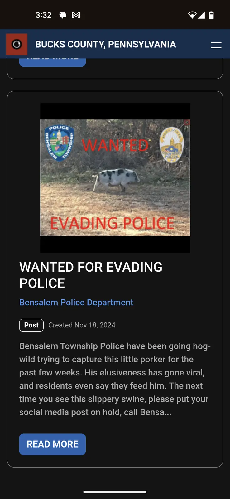 Just a Pig Living Its Best Life