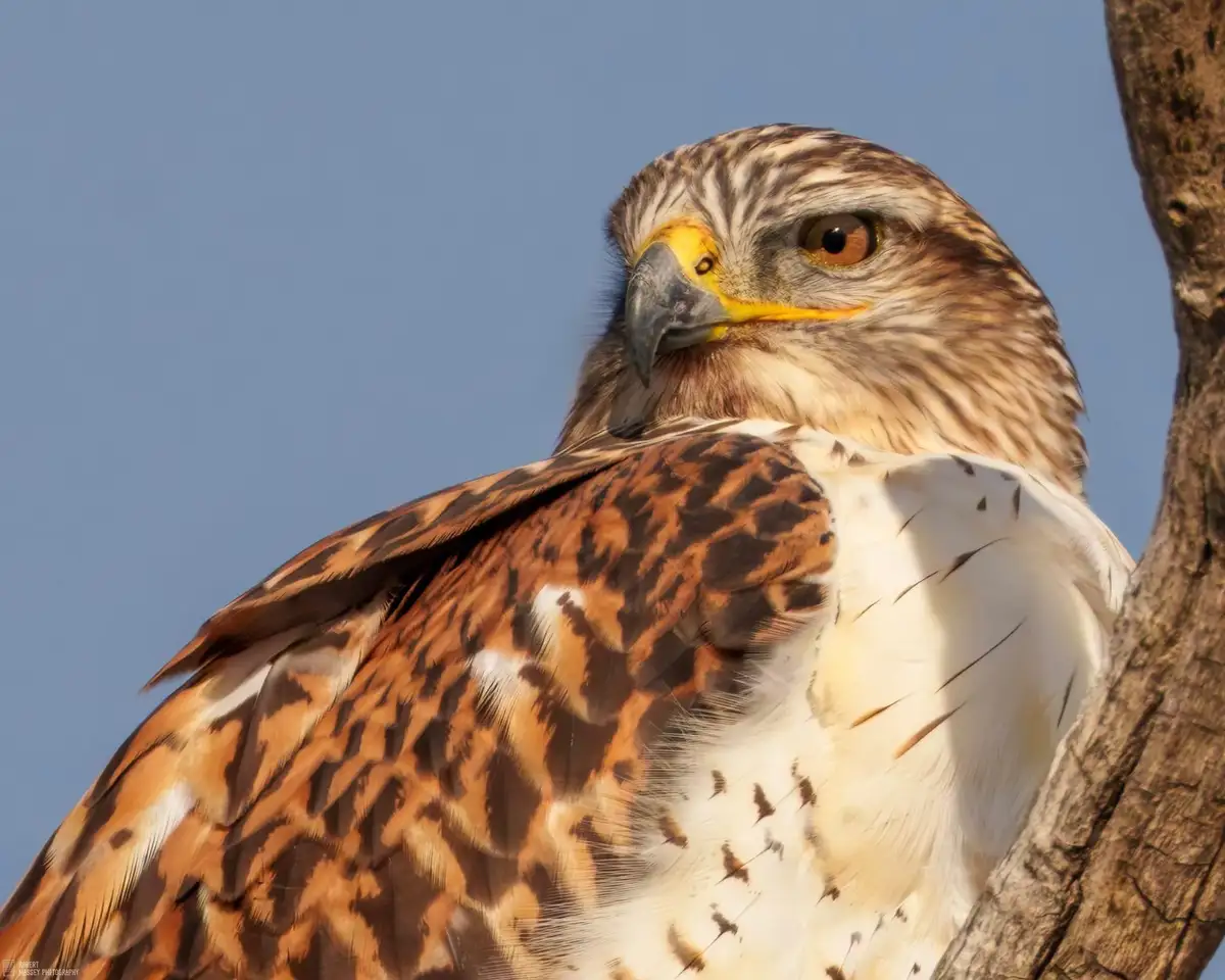 A close-up photo of a hawk perched on a tree branch against a clear blue sky, looking directly at the camera with a stern…