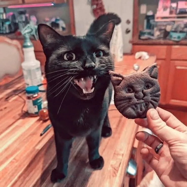 A black cat with wide eyes and bared teeth stares angrily at a human hand holding a cat-shaped chocolate cookie. The cat…