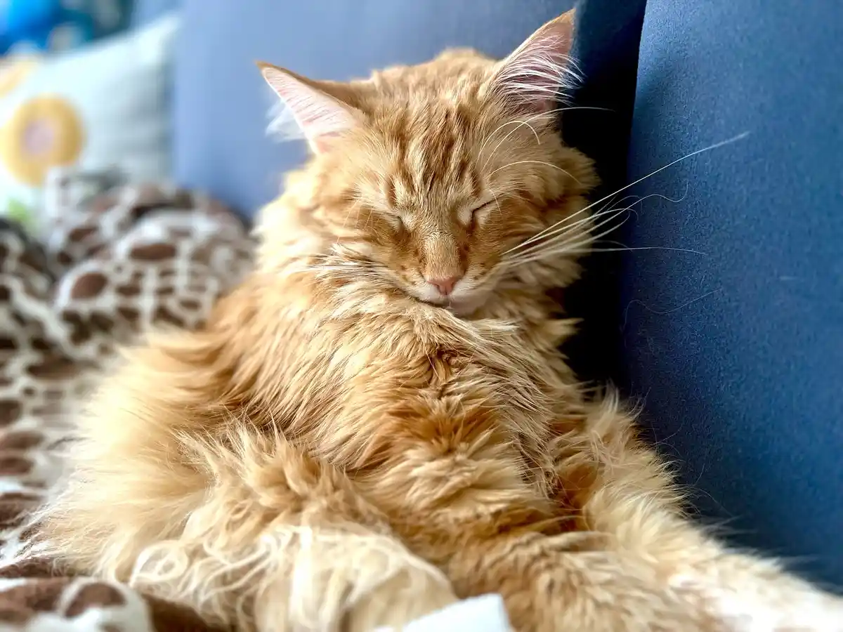 Celebrating Staley's Very First Caturday!