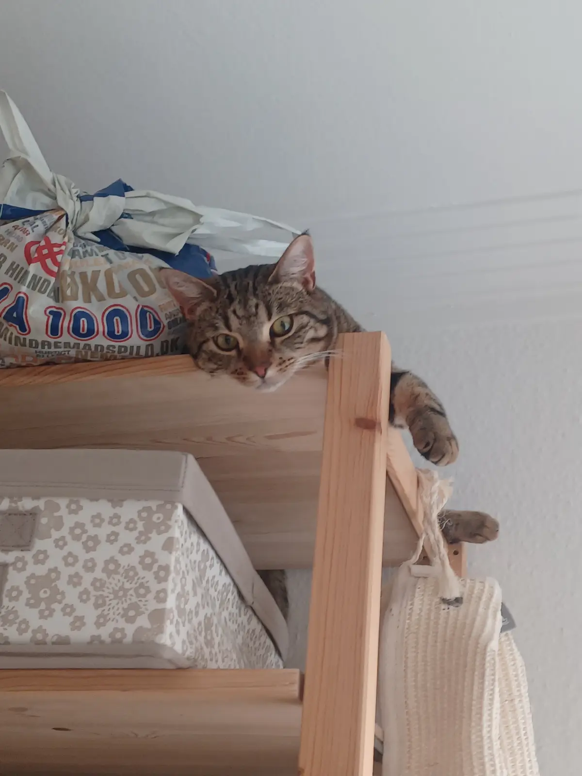 A tabby cat with green eyes peeks over the edge of a light wooden shelf, looking directly at the camera with a sleepy…