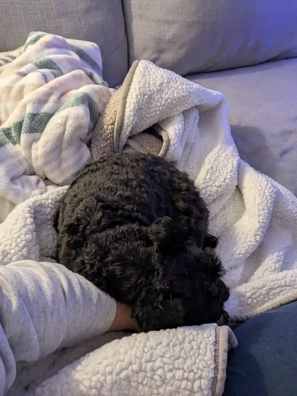 A small, dark-furred dog is curled up and sleeping soundly on a person's lap, nestled under a white fluffy blanket on a gray…